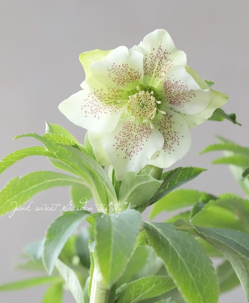 花郷園】 クリスマスローズ 『パピエブランシェ』 【No.67】 | すべて