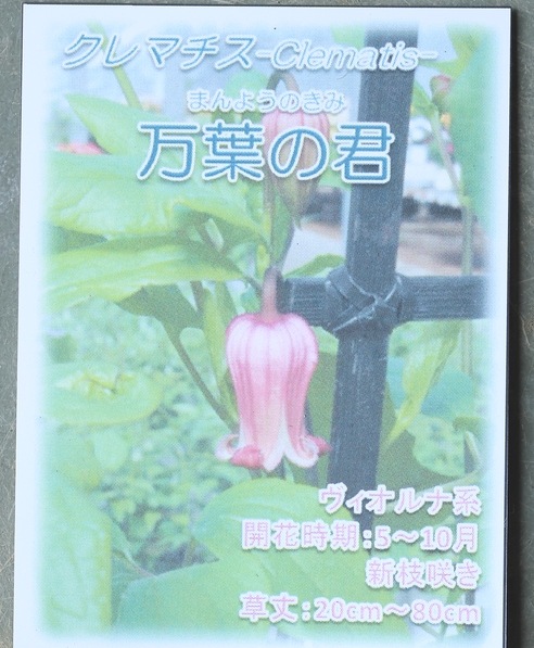 �۷�����ޥ�������������ʷϡ������դη��١����޺餭
