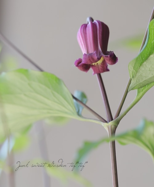 壷型クレマチス・ヴィオルナ系 『万葉の君』 新枝咲き | すべて