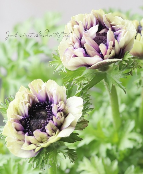 神花園さんオリジナル】 八重咲きアネモネ 『シフォンダブル』 【C