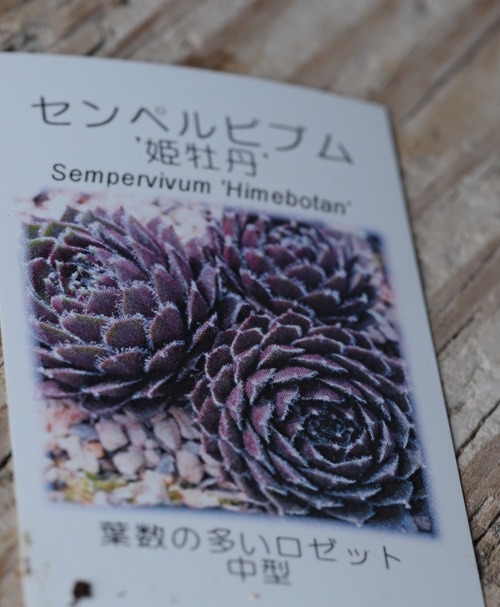 多肉植物】センペルビウム『姫牡丹』 | Leaf Species,多肉植物