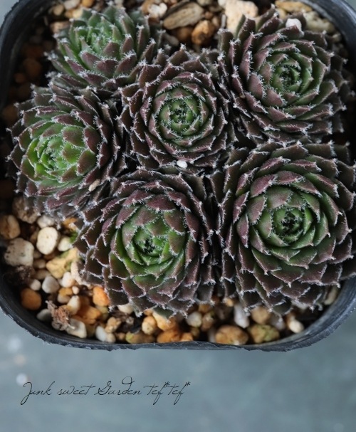 多肉植物】センペルビウム『姫牡丹』 | Leaf Species,多肉植物