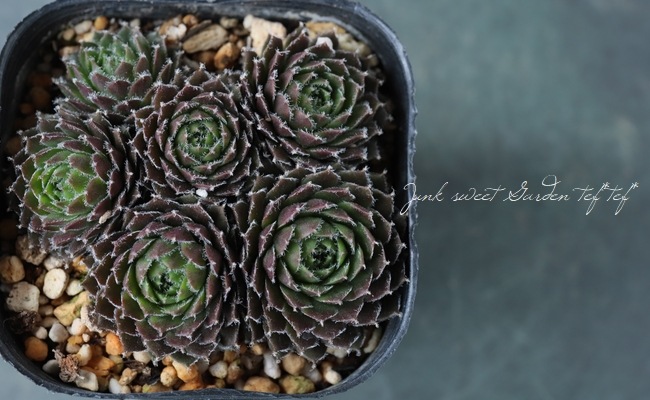 Arachnoideum × Pittonii　センペルビウム　多肉 楽天市場】多肉植物 センペルビウム 巻絹 Sempervium arachnoideum