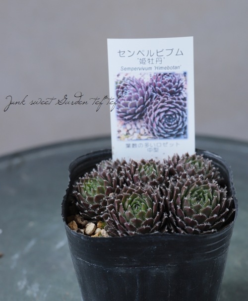 SALE♡センペルビウム ７個 多肉植物 楽天市場】【当店農場生産】多肉植物 センペルビウム 紅牡丹 7.5