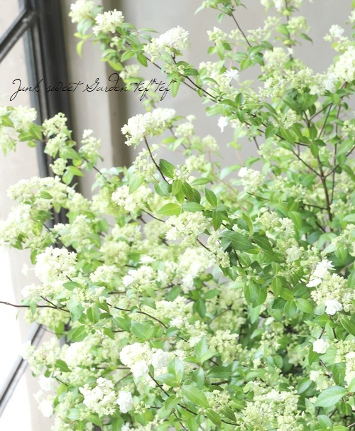 特大株！山紫陽花 コガクウツギ『花笠』 | すべての商品 | | Junk