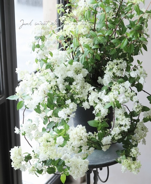 山紫陽花 コガクウツギ『花笠』アジサイ　　　ラベル付き　超特大サイズ☆ 特大株！山紫陽花 コガクウツギ『花笠』 | すべての商品 | | Junk