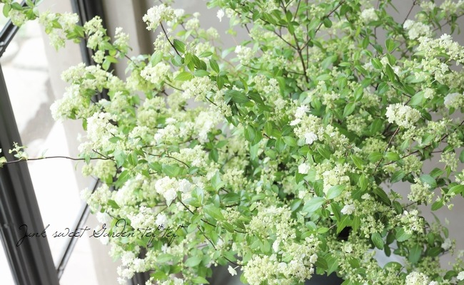 山紫陽花 コガクウツギ『花笠』アジサイ　　　ラベル付き　超特大サイズ☆ 特大株！山紫陽花 コガクウツギ『花笠』 | すべての商品 | | Junk