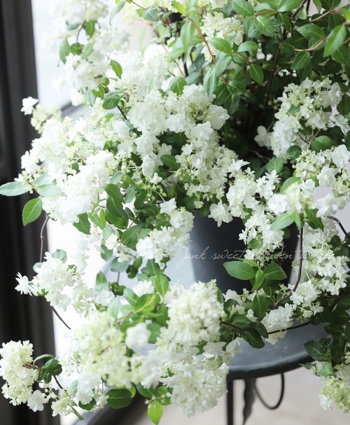 特大株！山紫陽花 コガクウツギ『花笠』 | すべての商品 | | Junk