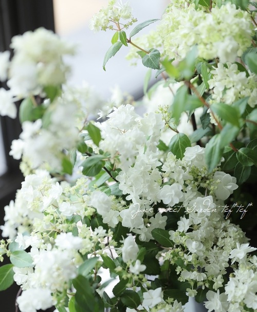 特大株！山紫陽花 コガクウツギ『花笠』 | すべての商品 | | Junk