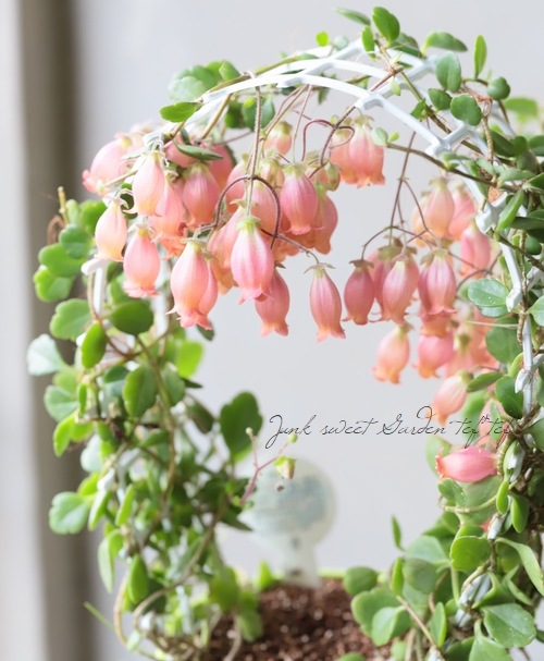 ����󥳥�����˥ե����顡Qween�ҡإե��ե��٥�󥰻�Ω��