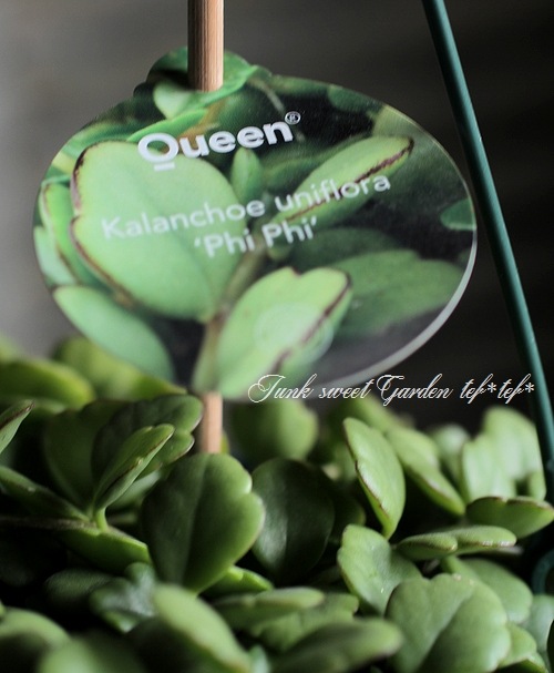 ����󥳥�����˥ե����顡Qween�ҡإե��ե��٥�󥰻�Ω��