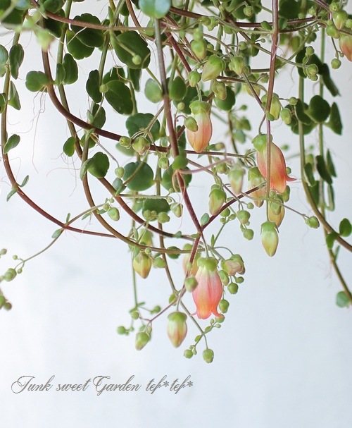 ����󥳥�����˥ե����顡Qween�ҡإե��ե��٥�󥰻�Ω��