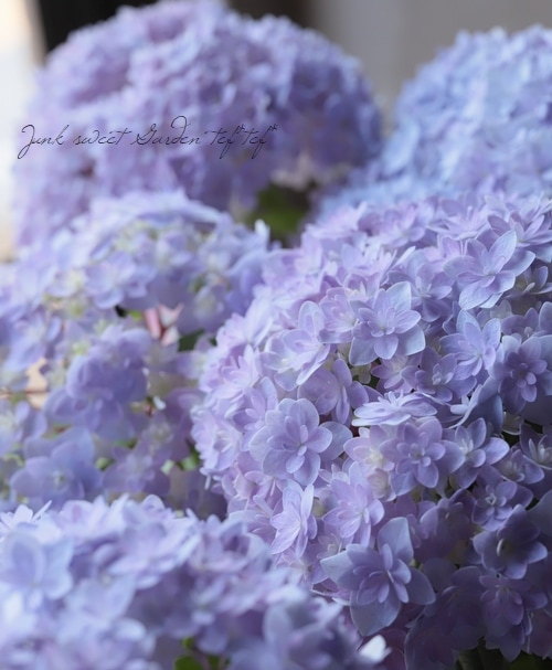 紫陽花 新品種 レア アジサイ [品種：ハイドランジア 月組（パープル系） ] 7