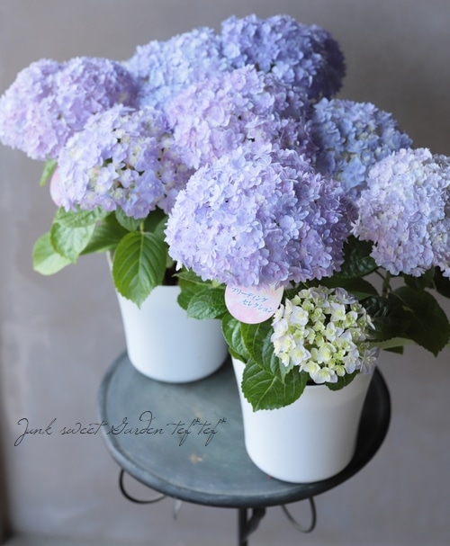 ハイドランジア 紫陽花 『ブリーディングセレクション 27B』 | すべて