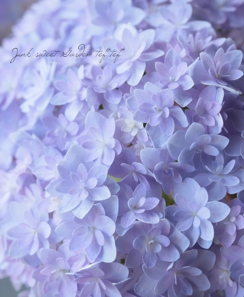 ハイドランジア 紫陽花 『ブリーディングセレクション 27B』 | すべて