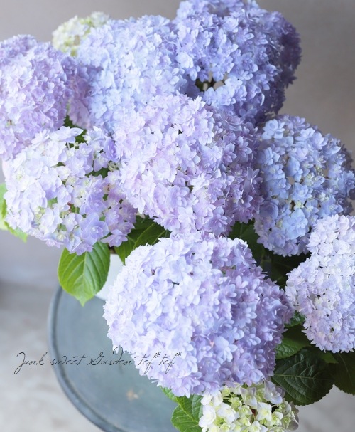 紫陽花さま専用 黒茎！紫陽花『ゼブラ・フィエスタ』 パープル黒茎玉 | すべての商品