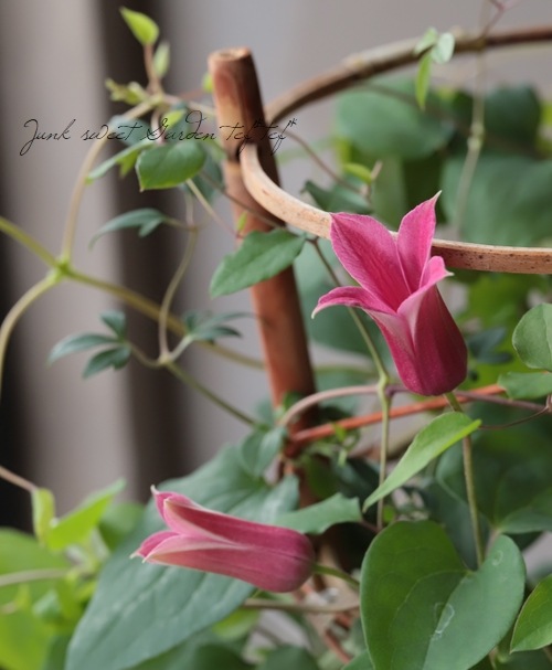 クレマチス 『プリンセスダイアナ』 | すべての商品 | | Junk sweet