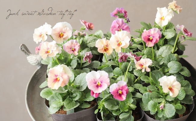 ☆育種うえたオリジナルビオラ 『試作品種』 2024 No.117 | すべての