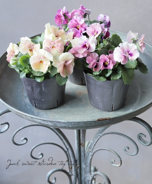 ☆育種うえたオリジナルビオラ 『試作品種』 2024 No.117 | すべての