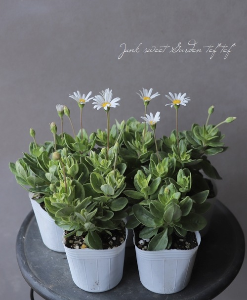 ��֥֥롼�ǡ��������إڥ�������