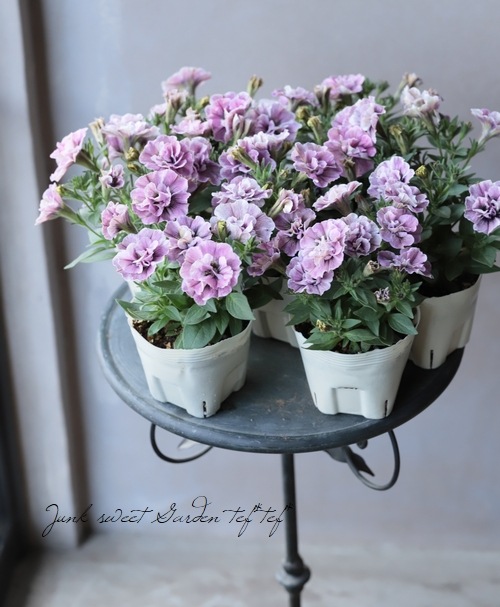 八重咲きペチュニア ジュリエット モダンピンク すべての商品 Junk Sweet Garden Tef Tef