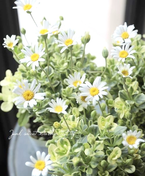 白花ブルーデージー ペガサス すべての商品 Junk Sweet Garden Tef Tef