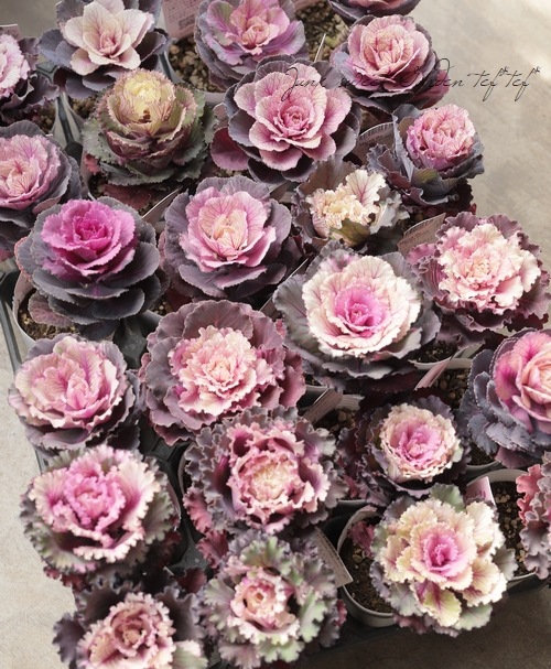 ���ղ�ð���إ���ƥ������٥���� �������Ť���ʥ�ƥ��֥ե���