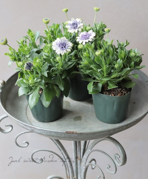 ゲブラさんのオステオスペルマム 『ベネチア』 | すべての商品