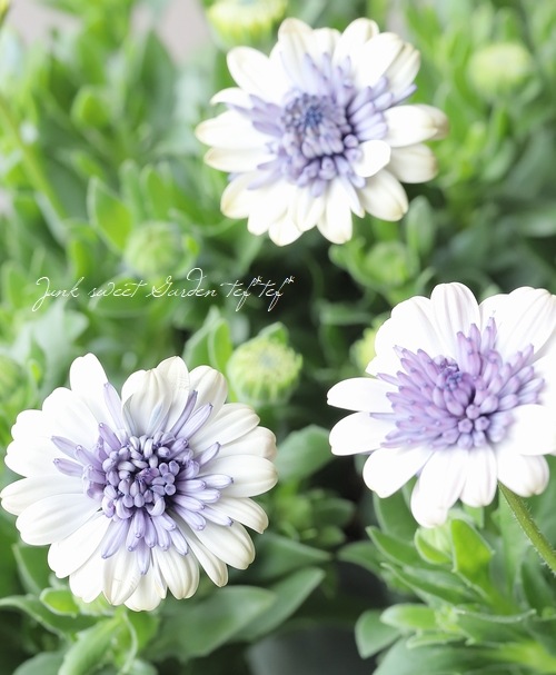 ゲブラさんのオステオスペルマム 『ベネチア』 | すべての商品