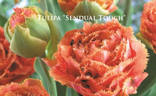 ڵ庬 Ȭź餭塼åסإ󥸥奢륿å١ٺ餭