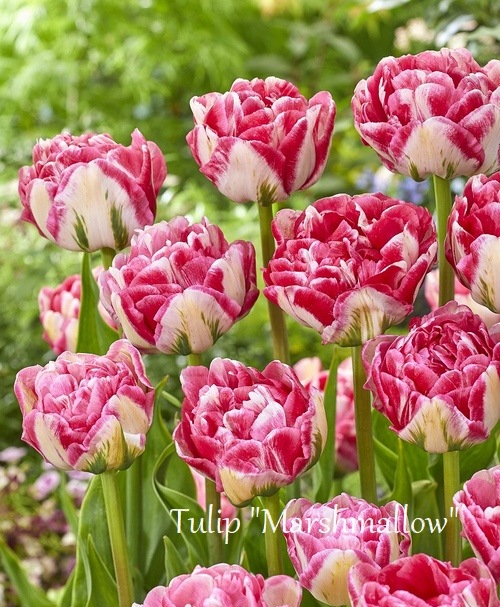 球根】チューリップ 『マシュマロ』球根5球 | すべての商品 | | Junk