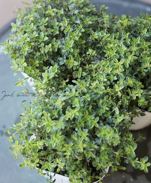 �����ࡡ�إ����쥢��