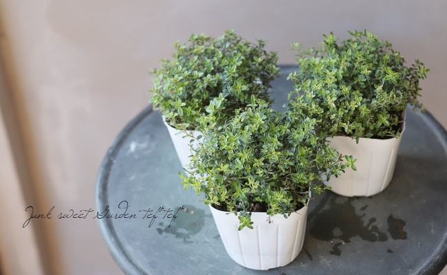 �����ࡡ�إ����쥢��