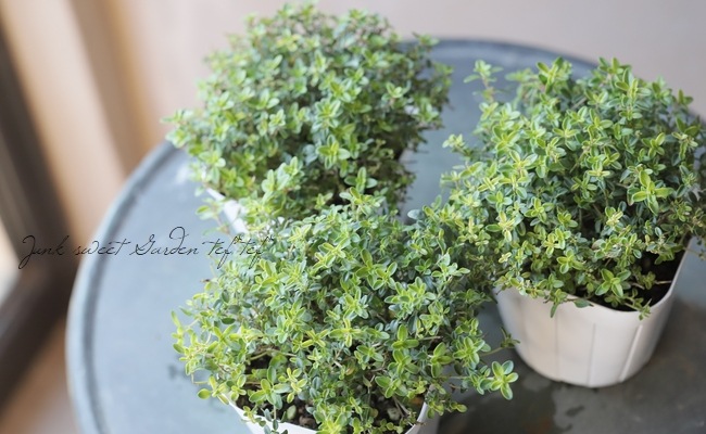 �����ࡡ�إ����쥢��