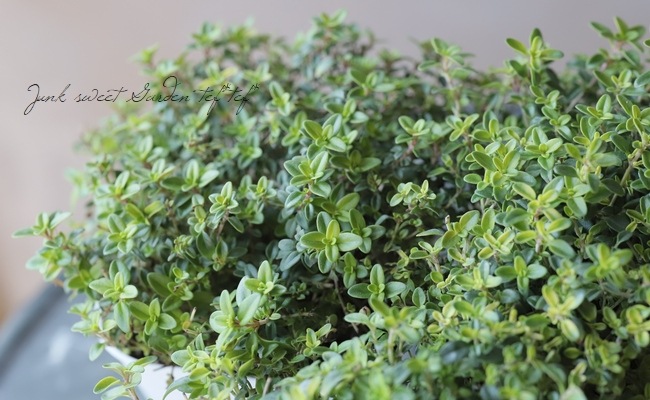 �����ࡡ�إ����쥢��