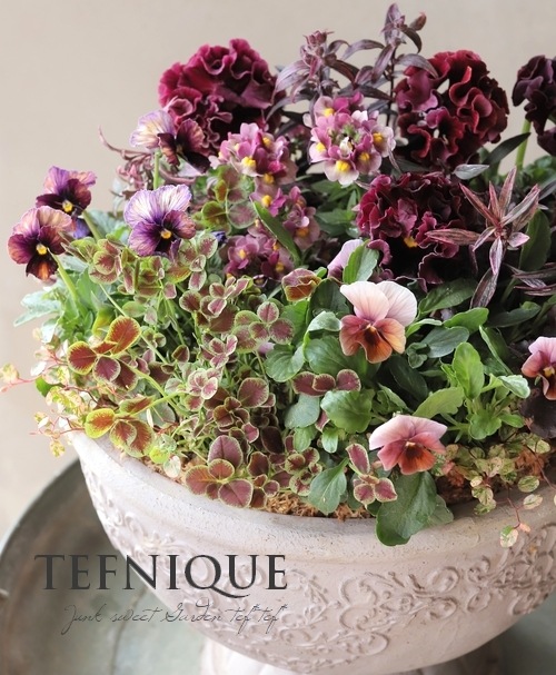 寄せ植え】-TEFNIQUE-寄せ植え 2025 * no.5 * 『大人可愛い