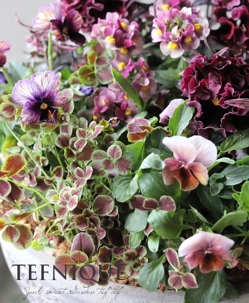 �ڴ󤻿�����-TEFNIQUE-�󤻿��� 2025 * no.5 *������Ͳİ����饰���奢�꡼���ꥹ�ޥ�����