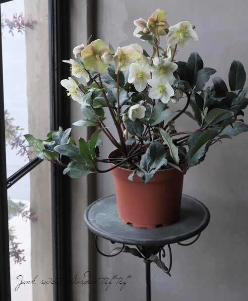 クリスマスローズ 『スノーダンス』7号特大鉢 | すべての商品 | | Junk