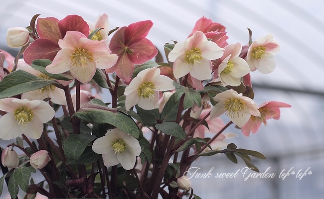 クリスマスローズ 『スノーダンス』7号特大鉢 | すべての商品 | | Junk