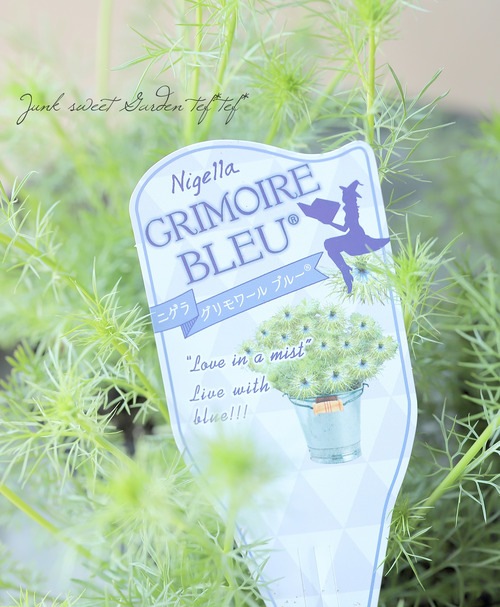 ニゲラ 『グリモワールブルー』 | すべての商品 | | Junk sweet Garden