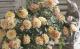 ���饷����ʥХ� ����ʹ�ʤ�����إ⥫�١ڿ�������Ĺ���ᤤ���ڻ��͢�