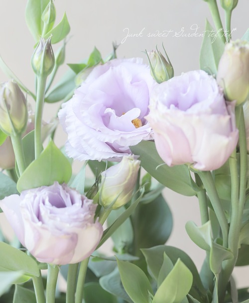 Ȭ�ź餭�ȥ륳�����祦�� �إ��꡼��3����٥������