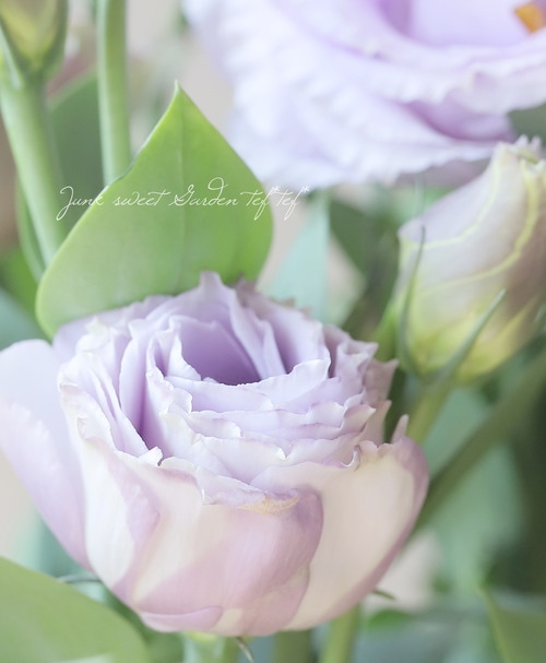 Ȭ�ź餭�ȥ륳�����祦�� �إ��꡼��3����٥������