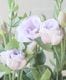 Ȭ�ź餭�ȥ륳�����祦�� �إ��꡼��3����٥������