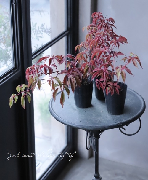 希少種つる性植物 『ヒメヅタ』 | すべての商品 | | Junk sweet Garden