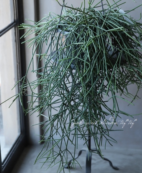 �ڴ��տ�ʪ�ۥ�ץ��ꥹ �إͥ٥�������ǥ���