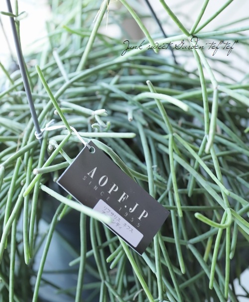 �ڴ��տ�ʪ�ۥ�ץ��ꥹ �إͥ٥�������ǥ���