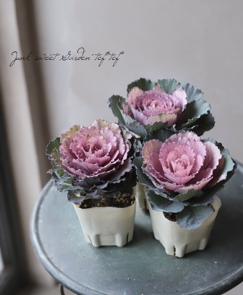 ������ƥ������ղ�ð���إե쥹�������ޥͥե��� 1��Ω��