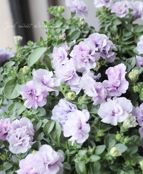 Ȭź餭ڥ˥ѥ˥إԥ󥯥