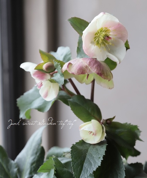 5_000000014883.jpg?1678209903